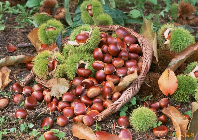 King of chestnut tree