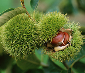 King of chestnut tree