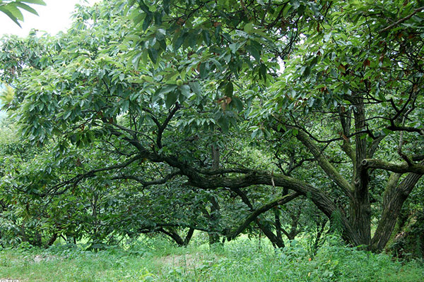 Chestnut tree